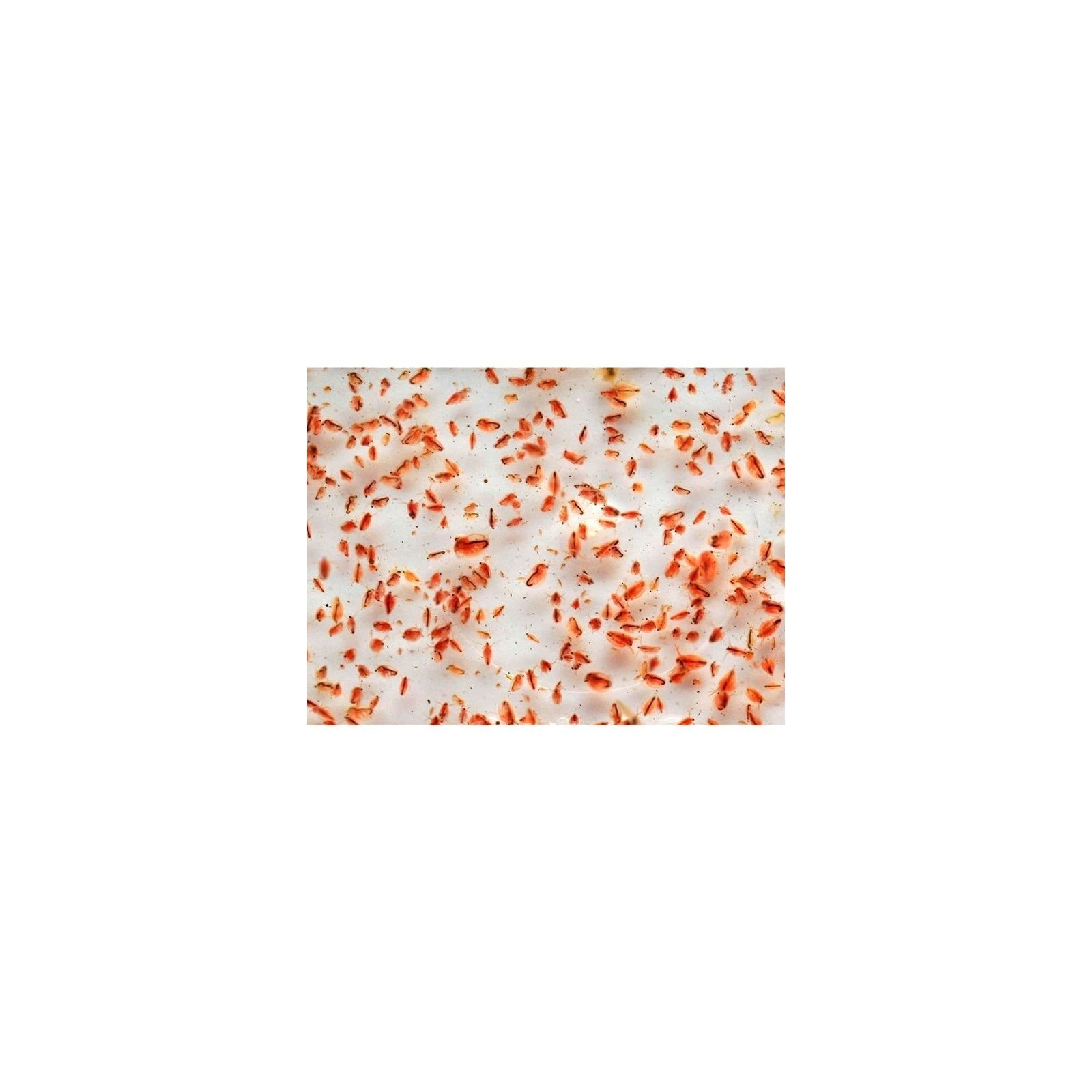 DAPHNIA 100ml cibo vivo per pesci Live Food - AQUAFLORA