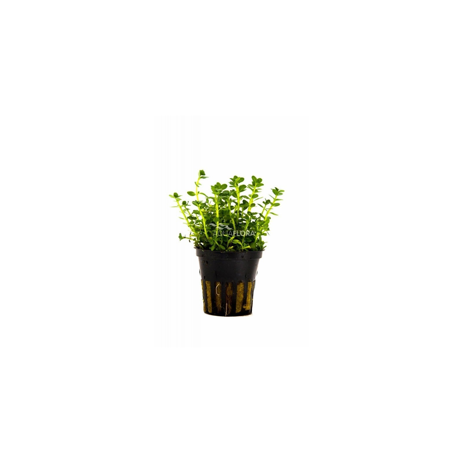 ROTALA SPECIES 'GREEN' - AQUAFLORA