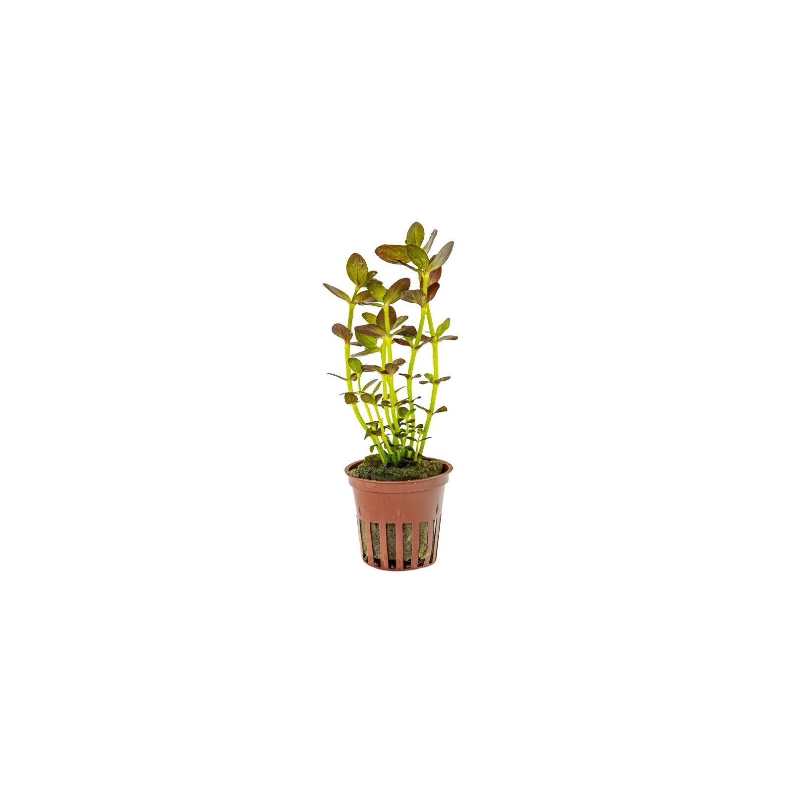 TROPICA Bacopa Salzmannii 'Purple'