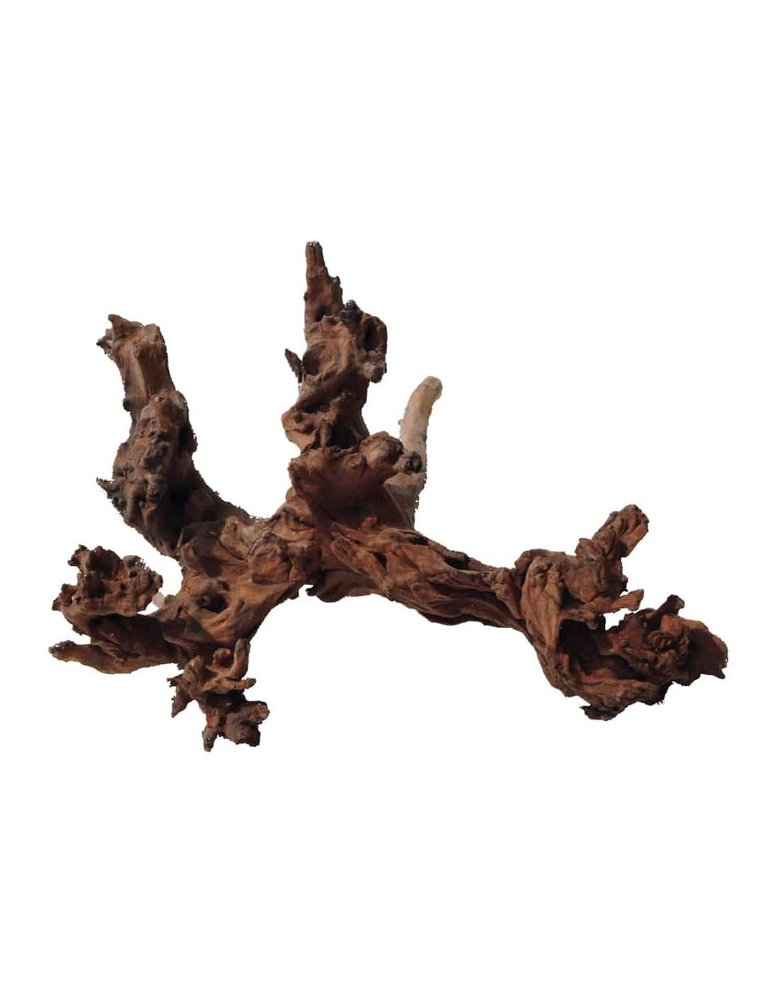 AMTRA LEGNO MALAYAN TIGER MD