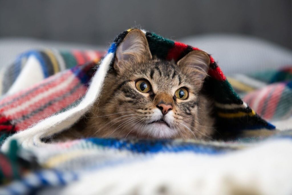 Come prendersi cura del gatto in inverno