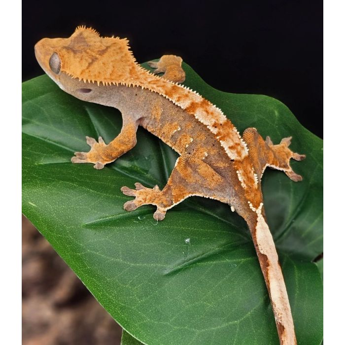 Geco Crestato: guida completa alla cura, terrario e alimentazione