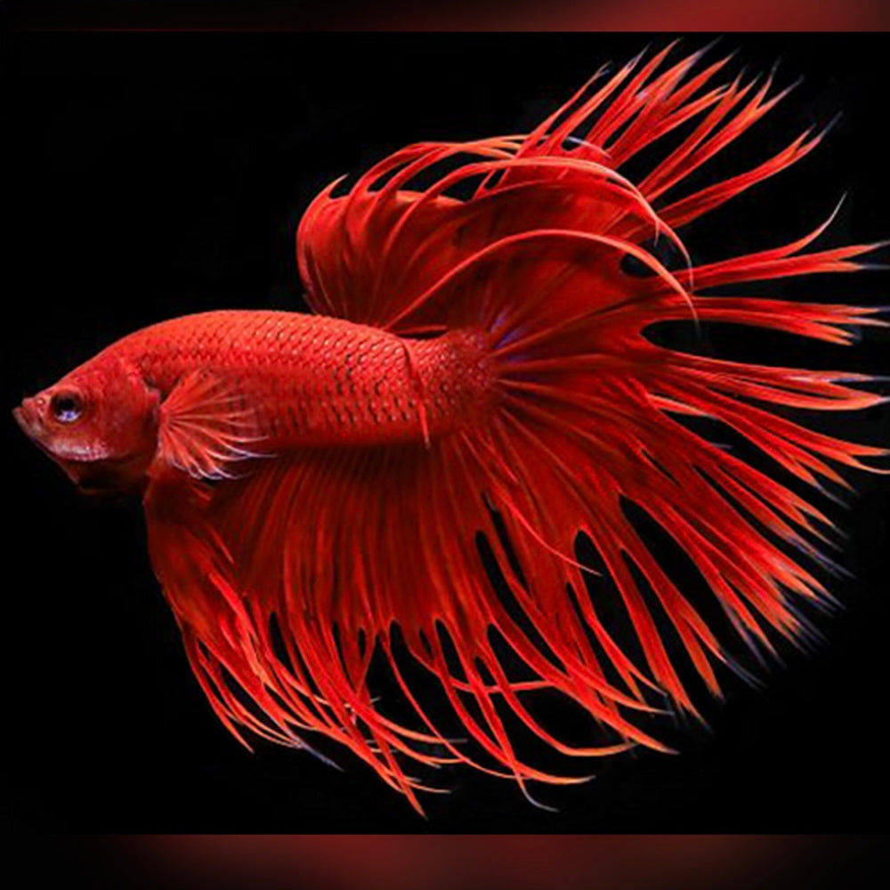Guida completa al Betta splendens: Cura, gestione e acquario ideale