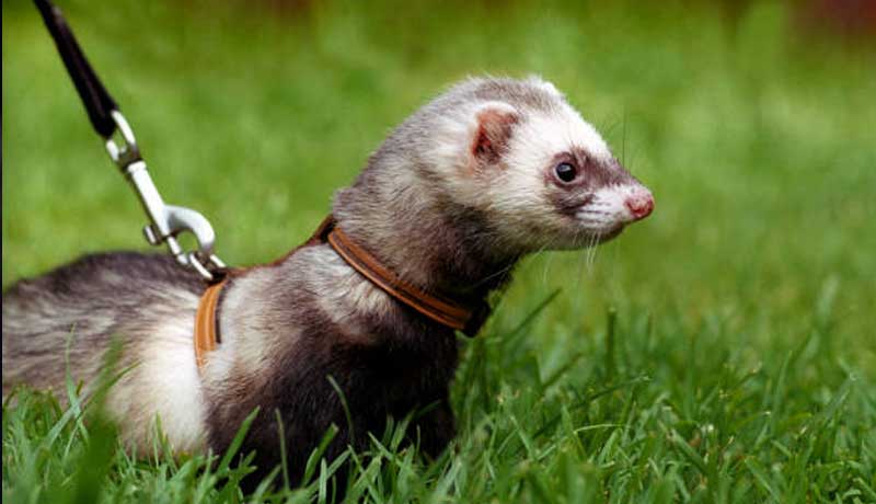 Il furetto: Come tenerlo in casa, abitudini, dieta e curiosità