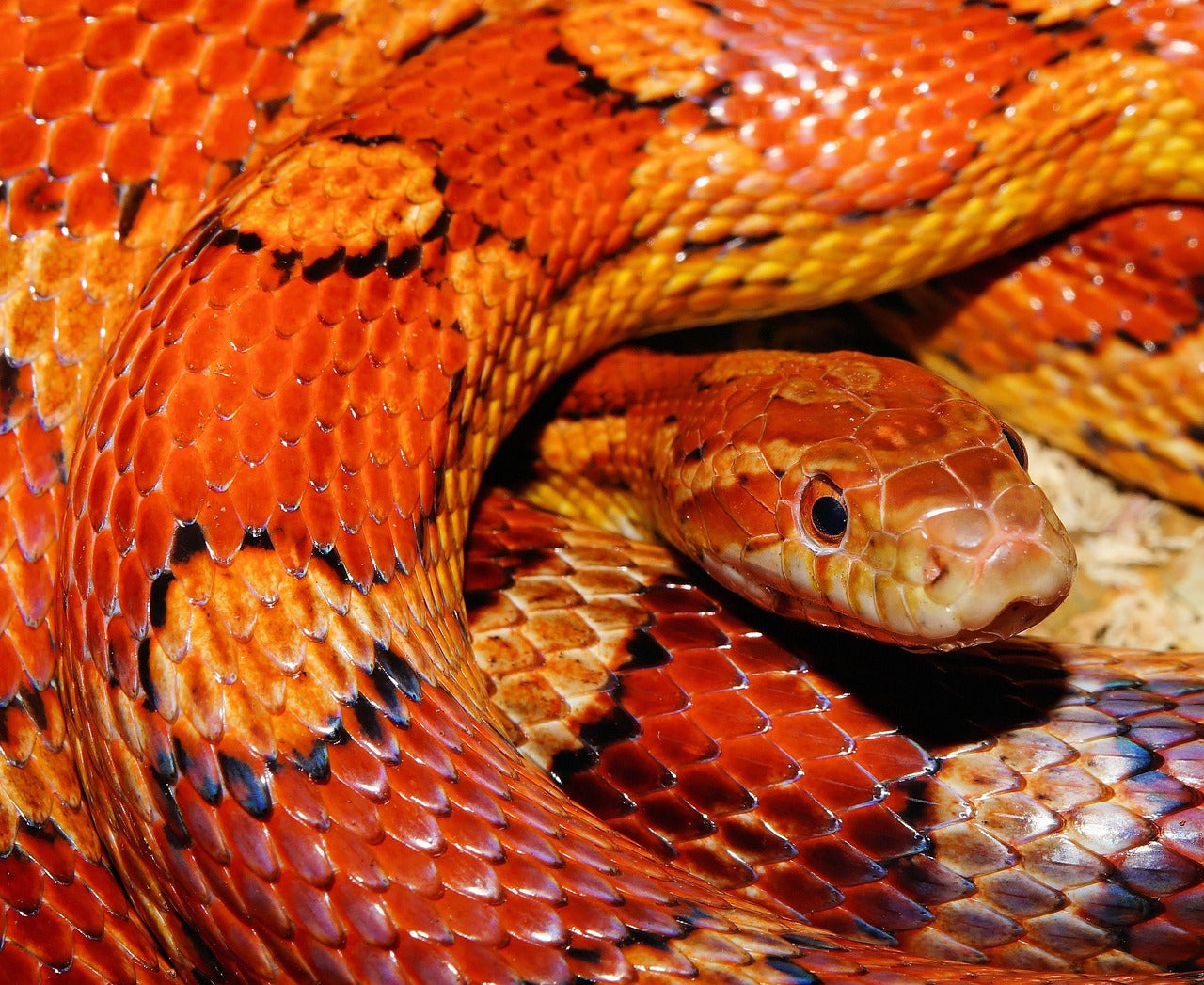 Pantherophis guttatus, il Serpente del Grano