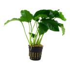 TROPICA Anubias Barteri var. Barteri