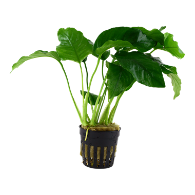 TROPICA Anubias Barteri var. Barteri
