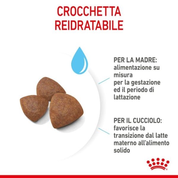 Royal Canin Starter Medium