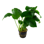 TROPICA Anubias Barteri var. Barteri
