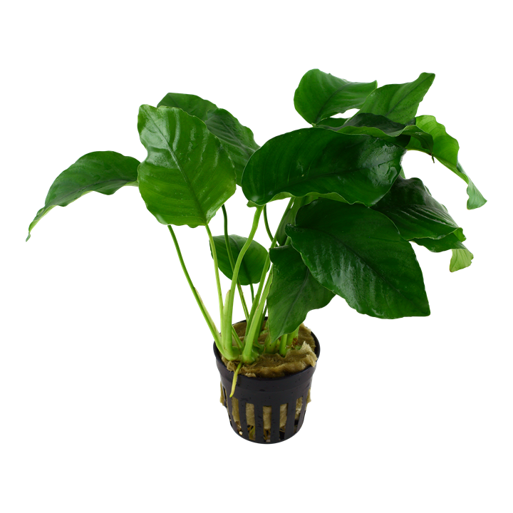 TROPICA Anubias Barteri var. Barteri
