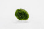 TROPICA Aegagrophila Linnaei - 5 Small in Blister