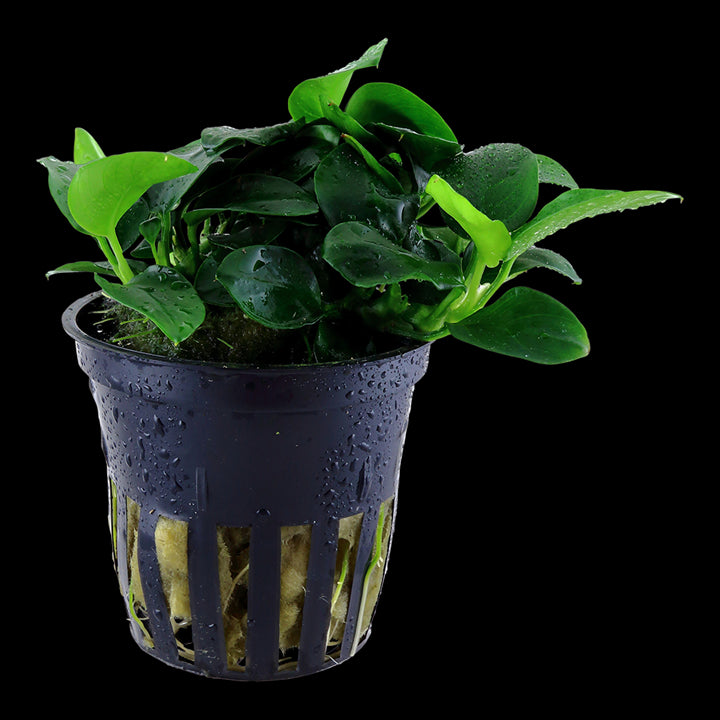 TROPICA Anubias Barteri 'Petite' in Vasetto