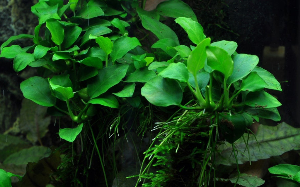 TROPICA Anubias Barteri 'Petite' in Vasetto