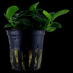 TROPICA Anubias Barteri 'Petite' in Vasetto