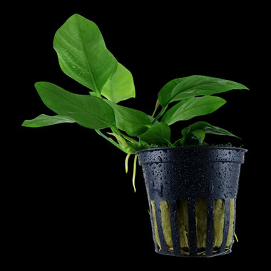 TROPICA Anubias Barteri 'NANA' in Vasetto