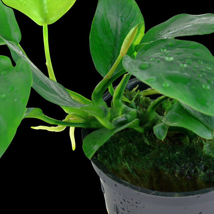 TROPICA Anubias Barteri 'NANA' in Vasetto