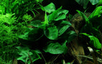 TROPICA Anubias Barteri 'NANA' in Vasetto