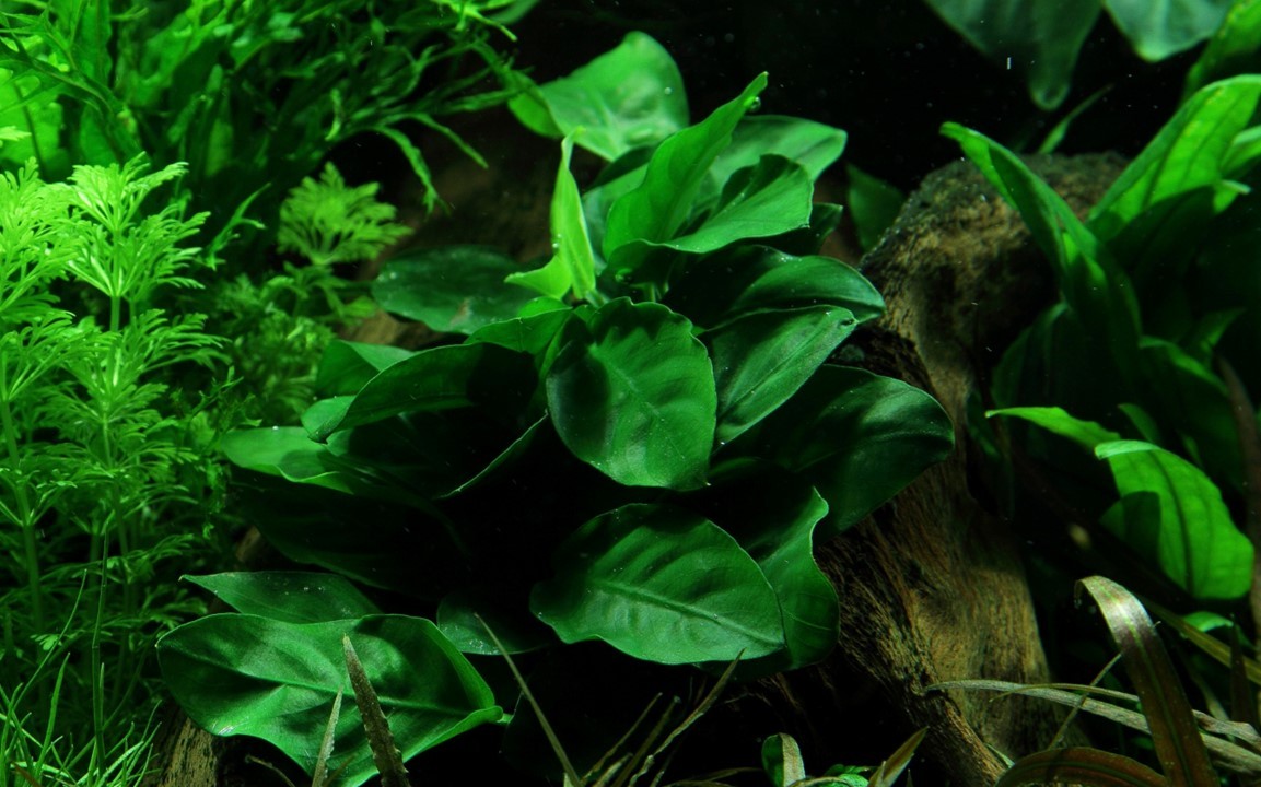 TROPICA Anubias Barteri 'NANA' in Vasetto