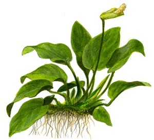 TROPICA Anubias Barteri 'NANA' in Vasetto
