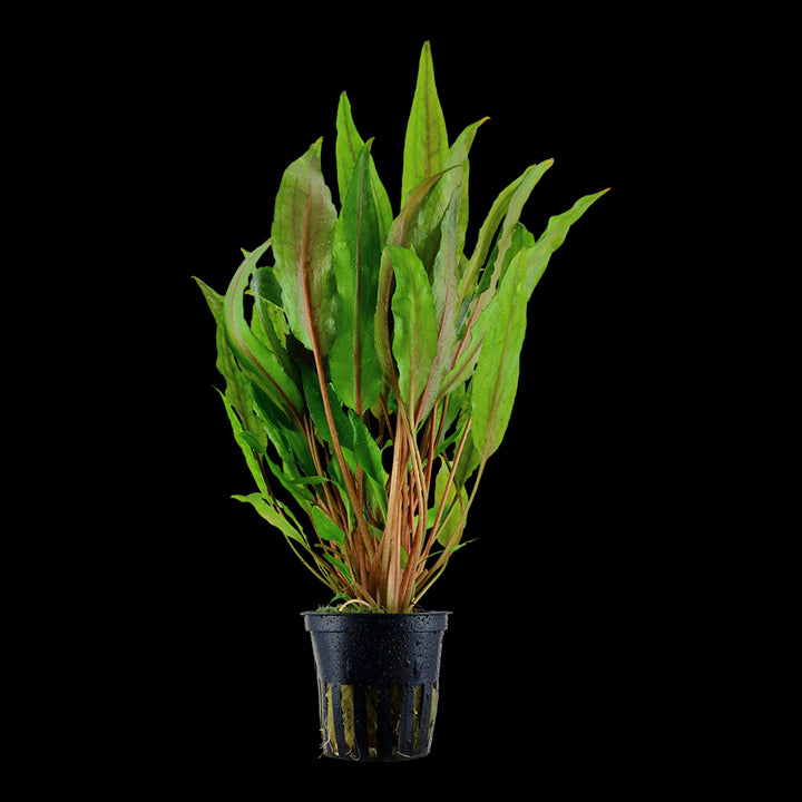 TROPICA Cryptocoryne Undulata ' Broad Leaf' in Vasetto