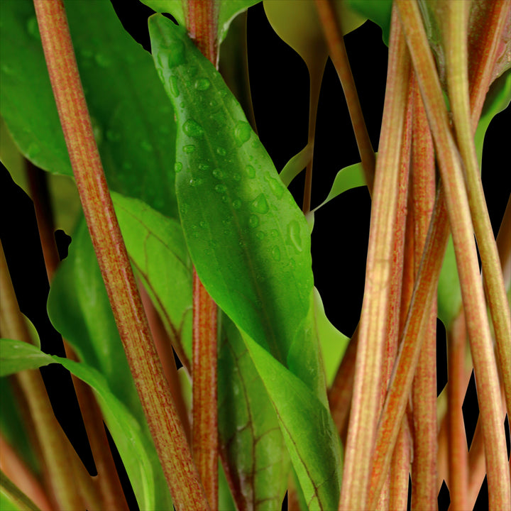 TROPICA Cryptocoryne Undulata ' Broad Leaf' in Vasetto