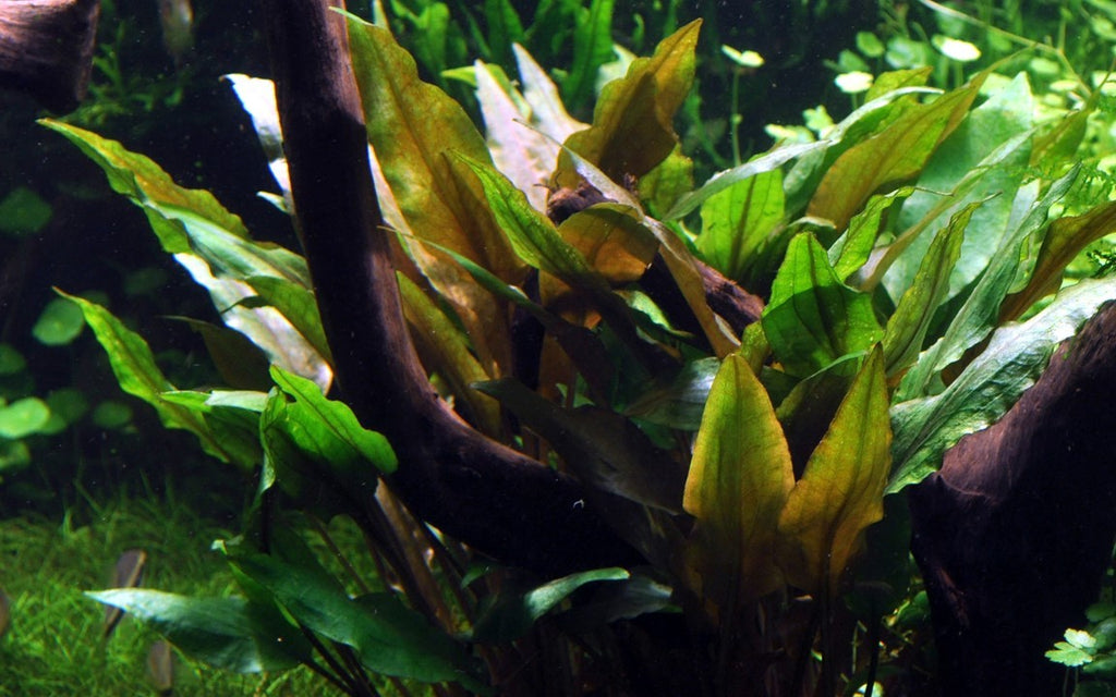 TROPICA Cryptocoryne Undulata ' Broad Leaf' in Vasetto