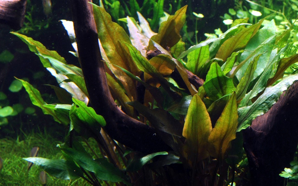TROPICA Cryptocoryne Undulata ' Broad Leaf' in Vasetto