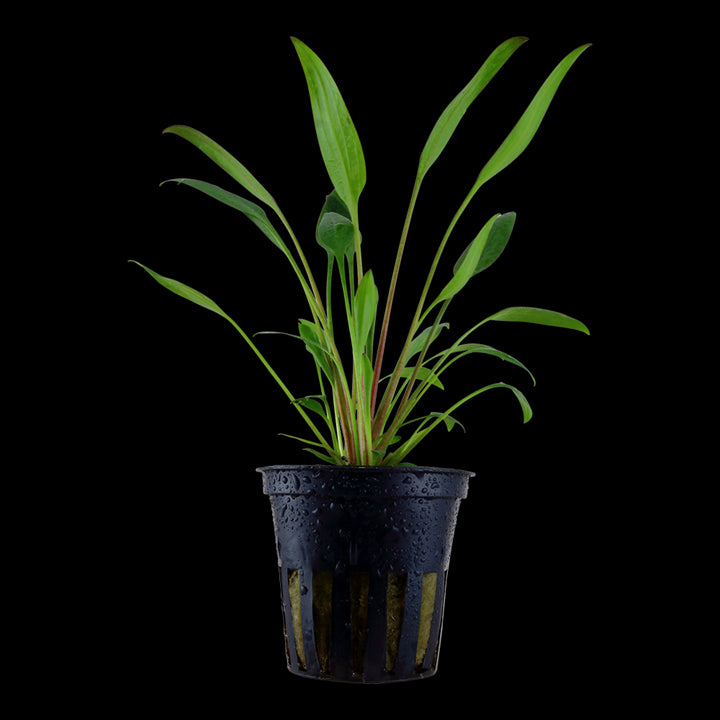 TROPICA Cryptocoryne x willisii in Vasetto