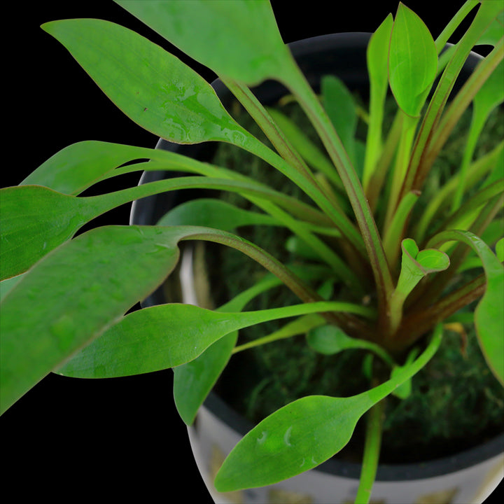 TROPICA Cryptocoryne x willisii in Vasetto