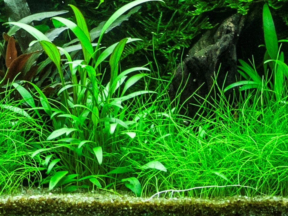 TROPICA Cryptocoryne x willisii in Vasetto
