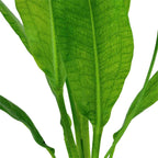 TROPICA Echinodorus Grisebachii ' Bleherae ' in vasetto