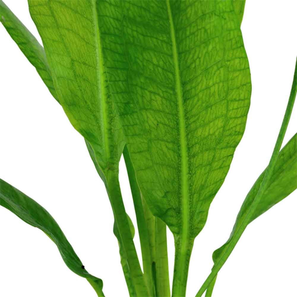 TROPICA Echinodorus Grisebachii ' Bleherae ' in vasetto