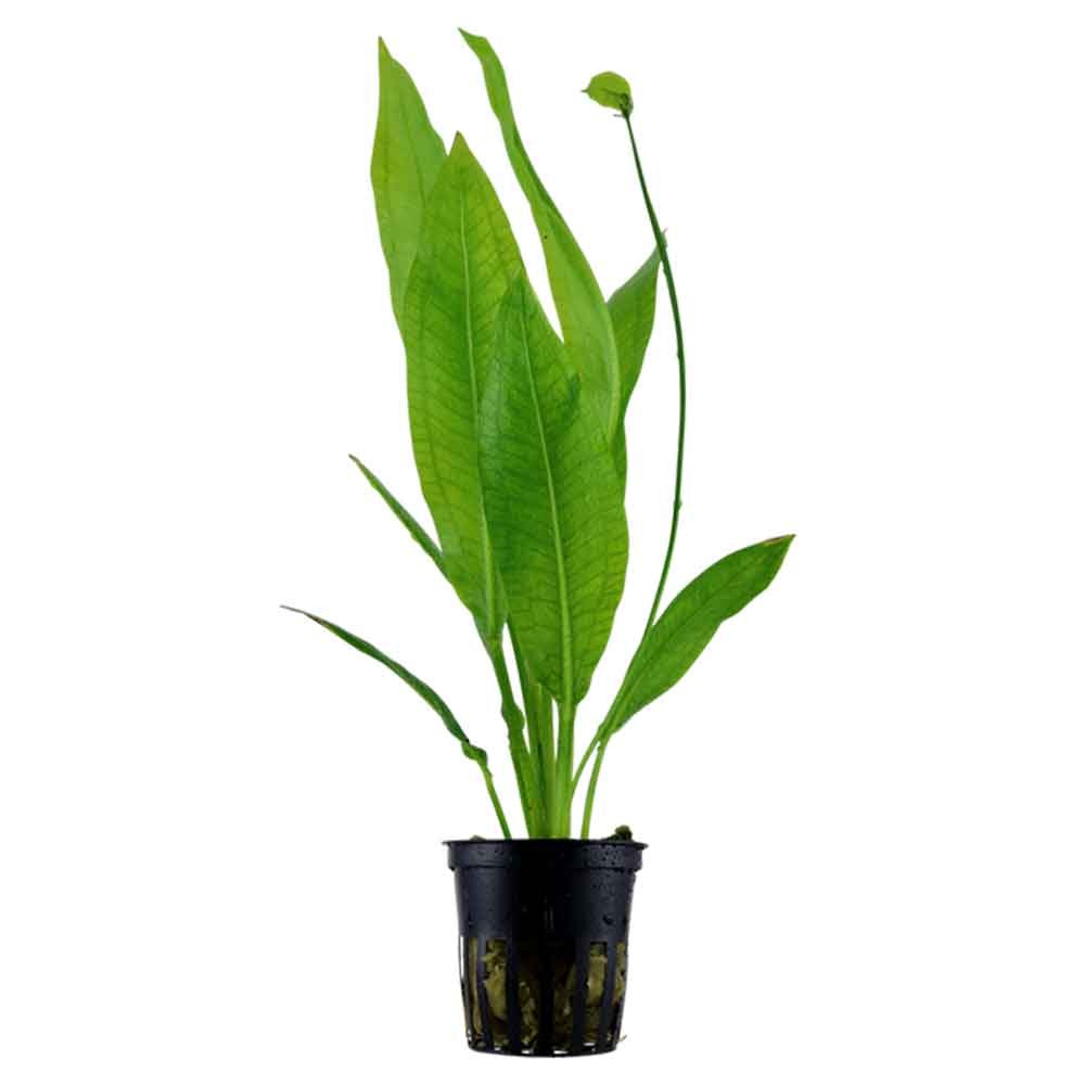 TROPICA Echinodorus Grisebachii ' Bleherae ' in vasetto