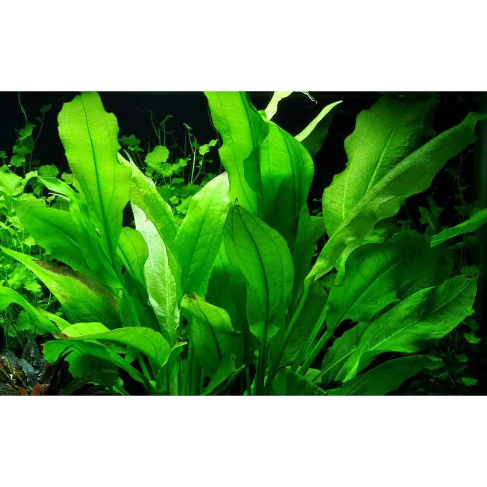 TROPICA Echinodorus Grisebachii ' Bleherae ' in vasetto