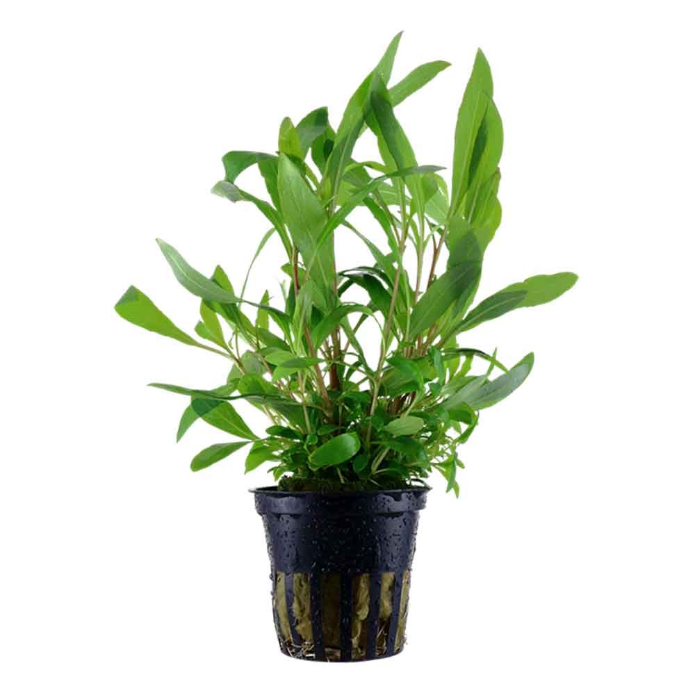 TROPICA hygrophila Corymbosa 'Siamensis 53B' in vasetto