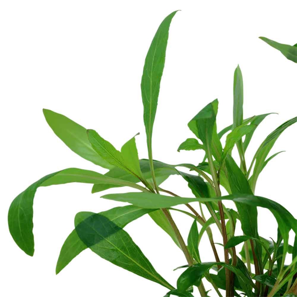 TROPICA hygrophila Corymbosa 'Siamensis 53B' in vasetto