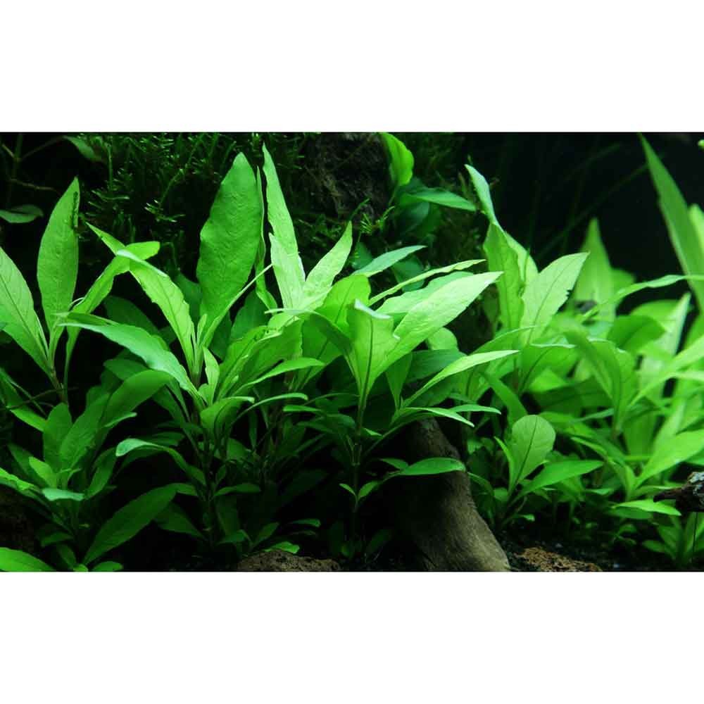 TROPICA hygrophila Corymbosa 'Siamensis 53B' in vasetto