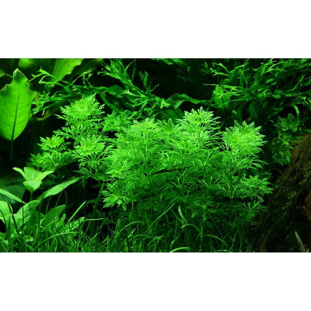 TROPICA LIMNOPHILA SESSILIFLORA in vasetto
