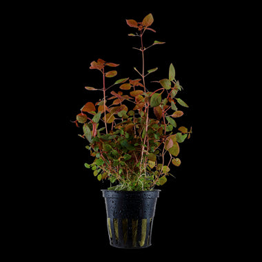 TROPICA Ludwigia Palustris 'Super Red'