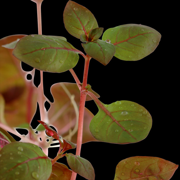 TROPICA Ludwigia Palustris 'Super Red'