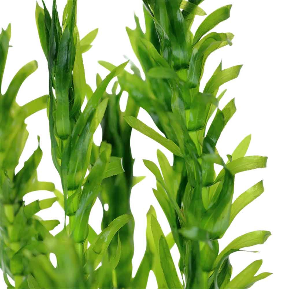 TROPICA Egeria Densa (Mazzetto)