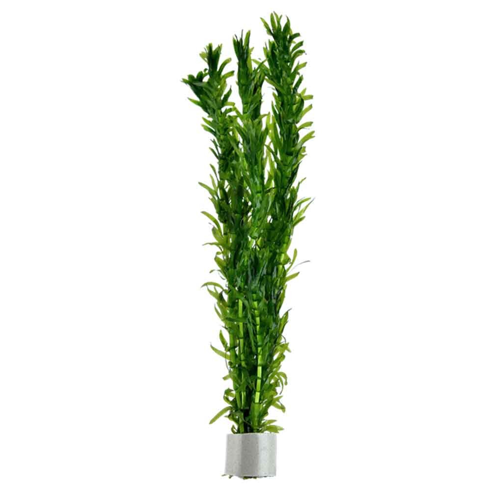 TROPICA Egeria Densa (Mazzetto)