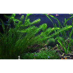 TROPICA Egeria Densa (Mazzetto)