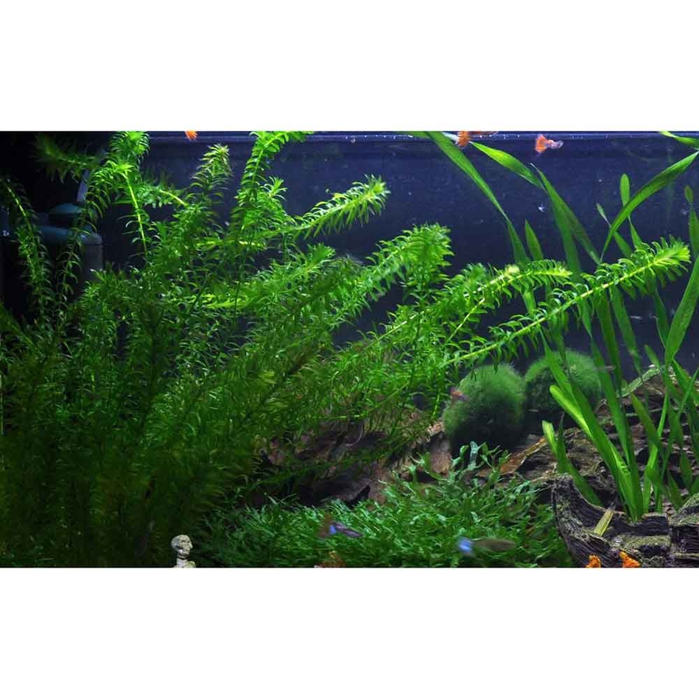 TROPICA Egeria Densa (Mazzetto)