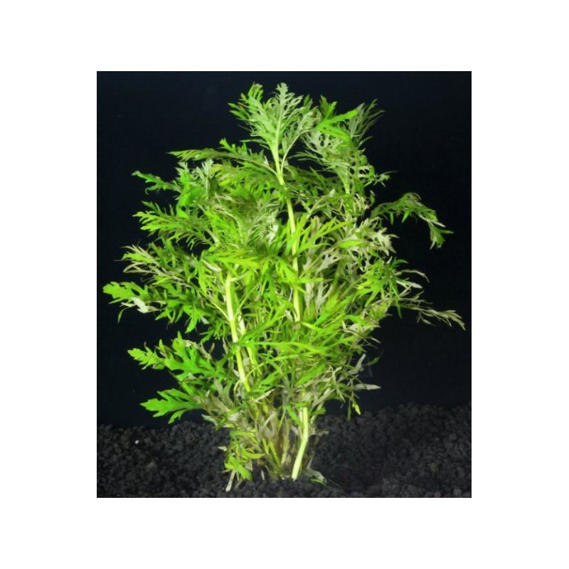 TROPICA Hygrophila Difformis  (Mazzetto)