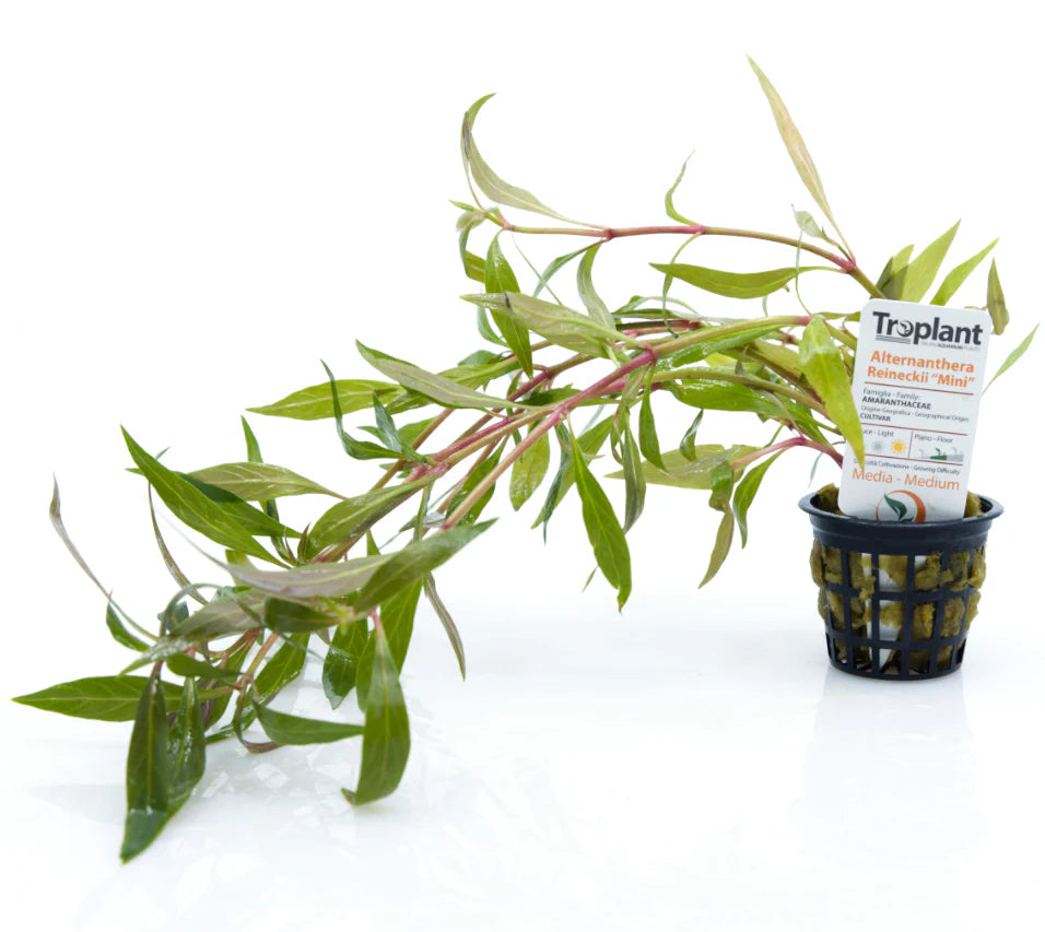 Alternanthera reineckii "mini" - TROPLANT