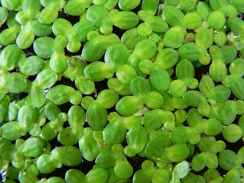 Lemna Minor (Porzione) - TROPLANT