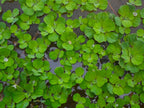 Pistia Stratiotes (Porzione) - TROPLANT