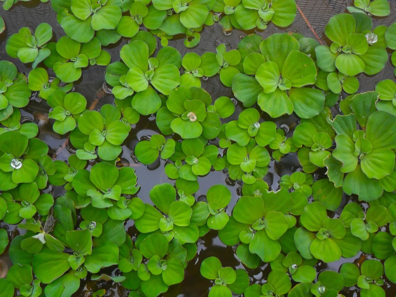 Pistia Stratiotes (Porzione) - TROPLANT