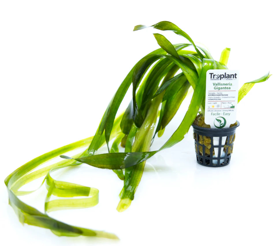 Vallisneria gigantea - TROPLANT